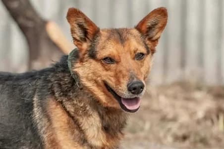 SHAZAM, male young mixed breed for adoption at SPA de Basse-Normandie, Verson
