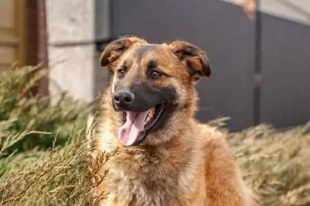 BARNY, male young mixed breed for adoption at SPA de Basse-Normandie, Verson