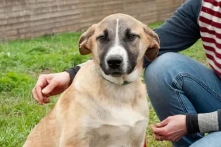 KASVE –, male puppy mixed breed for adoption at SPA de Basse-Normandie, Verson