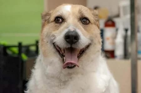 ELINA, female puppy mixed breed for adoption at SPA de Basse-Normandie, Verson