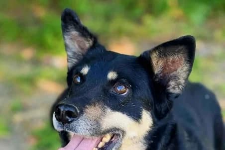 YURA, male young mixed breed for adoption at SPA de Basse-Normandie, Verson