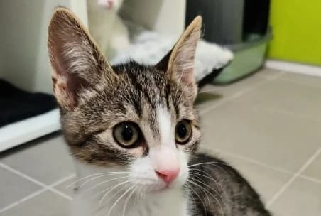 FLOUP, male puppy European Shorthair for adoption at SPA de Basse-Normandie, Verson