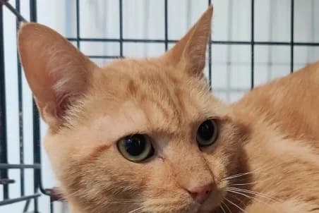 HANK (OPÉRATION DOYEN), male senior European Shorthair for adoption at SPA de Basse-Normandie, Verson