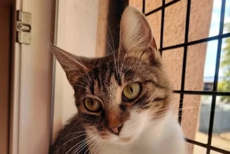 MARY, female young European Shorthair for adoption at SPA de Basse-Normandie, Verson