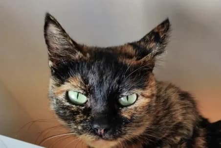 KAMY, female 3yo European Shorthair for adoption at SPA de Basse-Normandie, Verson