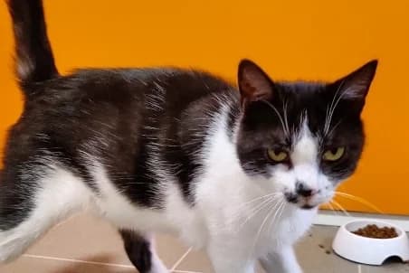 MARSIK, male 5yo European Shorthair for adoption at SPA de Basse-Normandie, Verson