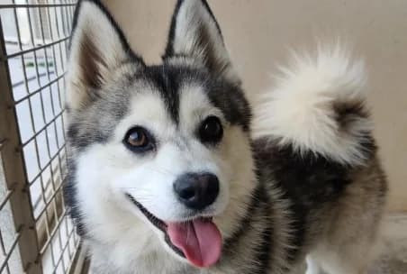 ACE –, male young Mixed Breed for adoption at SPA de Basse-Normandie, Verson