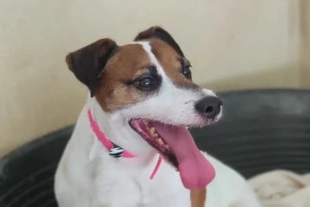 NESTOR, male senior Mixed Breed for adoption at SPA de Basse-Normandie, Verson