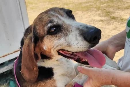 NOVA (OPÉRATION DOYEN), female senior Mixed Breed for adoption at SPA de Basse-Normandie, Verson