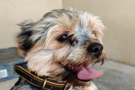 YZAK, male young Mixed Breed for adoption at SPA de Basse-Normandie, Verson