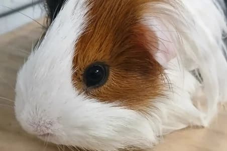 OLAF, male young Mixed Breed for adoption at SPA de Basse-Normandie, Verson