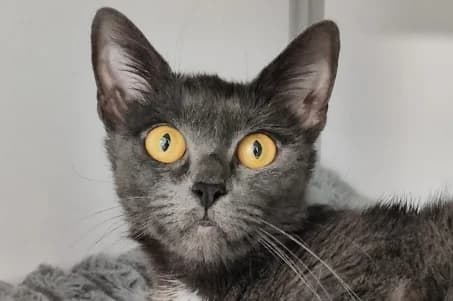 Kryštůfek, European Shorthair (Strašecké kočičí depozitum)