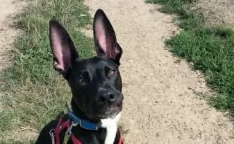 DAIMON, male puppy Belgian Malinois for adoption at SPA de Basse-Normandie, Verson