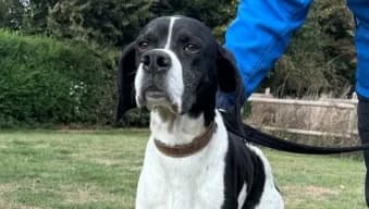 SIMON, male 5yo Mixed Breed for adoption at SPA de Basse-Normandie, Verson