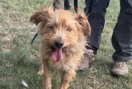 TEDDY, male 4yo Mixed Breed for adoption at SPA de Basse-Normandie, Verson