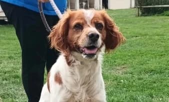 PSYCHO, male 7yo Mixed Breed for adoption at SPA de Basse-Normandie, Verson