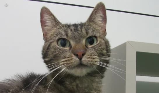 CLOCHETTE, female 6yo European Shorthair for adoption at SPA de Basse-Normandie, Verson