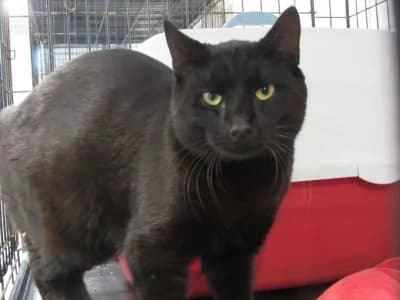 TAKY, male young European Shorthair for adoption at SPA de Basse-Normandie, Verson