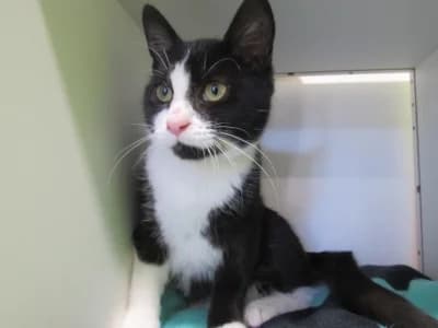 TITI, male puppy European Shorthair for adoption at SPA de Basse-Normandie, Verson