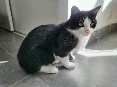 ORAGE, male puppy European Shorthair for adoption at SPA de Basse-Normandie, Verson
