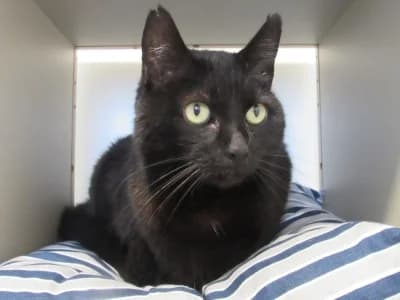 DARCY, female senior European Shorthair for adoption at SPA de Basse-Normandie, Verson