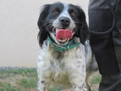 FALCO, male 5yo Mixed Breed for adoption at SPA de Basse-Normandie, Verson