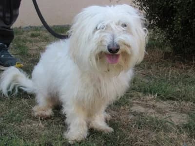 JACK, male 7yo Mixed Breed for adoption at SPA de Basse-Normandie, Verson