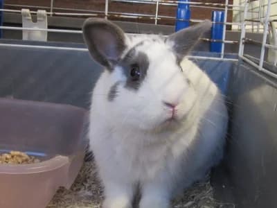 LOKY, male 3yo Mixed Breed for adoption at SPA de Basse-Normandie, Verson