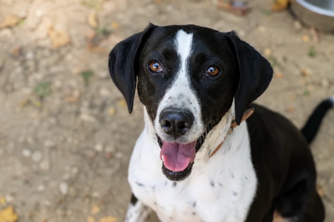 Rita (1), female 6yo German Shorthaired Pointer for adoption at SPA Beaurepaire-en-Bresse, Beaurepaire