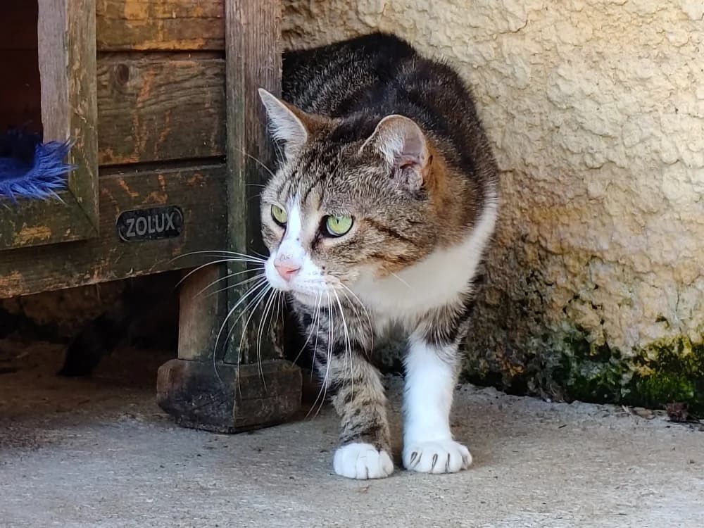 Frimousse, female senior mixed breed for adoption at SPA Beaurepaire-en-Bresse, Beaurepaire