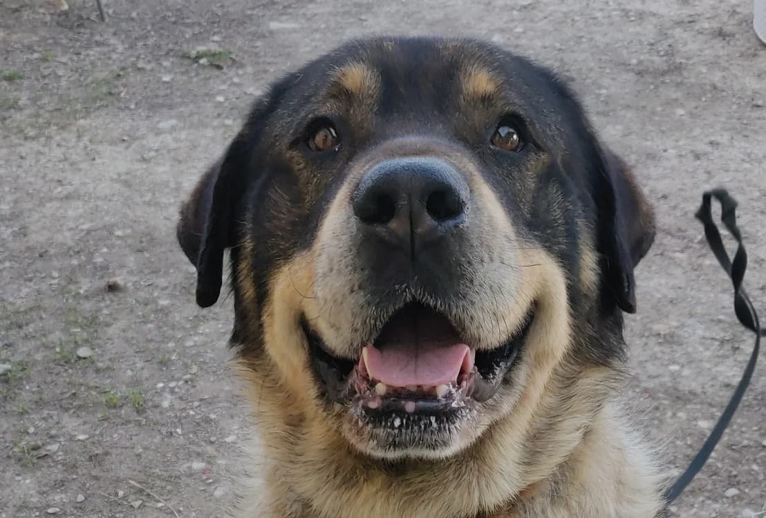 LOUBO (réservé), male 6yo Mixed Breed for adoption at SPA Beaurepaire-en-Bresse, Beaurepaire