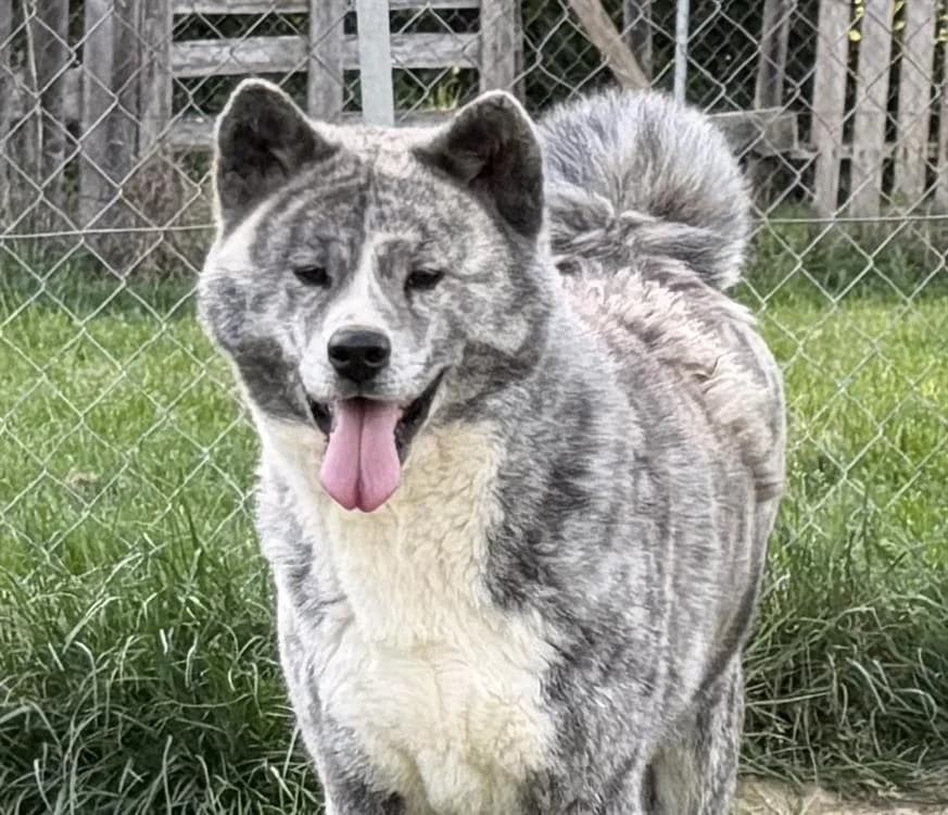 UTOPIA (réservée), female young Akita for adoption at SPA Beaurepaire-en-Bresse, Beaurepaire