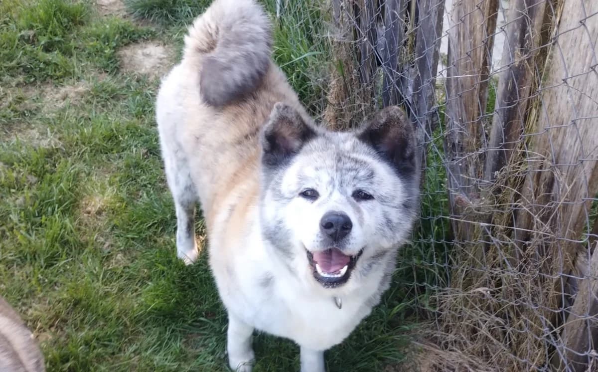 OSIRIS, female 7yo Akita for adoption at SPA Beaurepaire-en-Bresse, Beaurepaire
