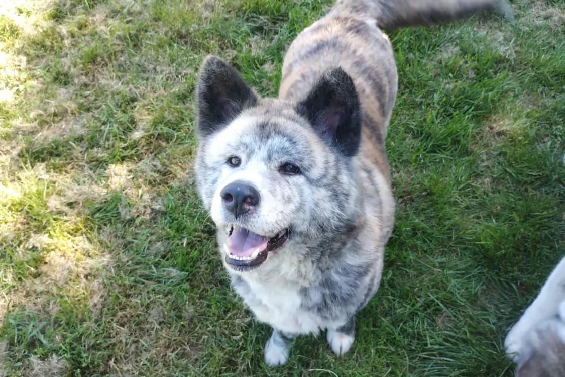 Princess, female 6yo Akita for adoption at SPA Beaurepaire-en-Bresse, Beaurepaire