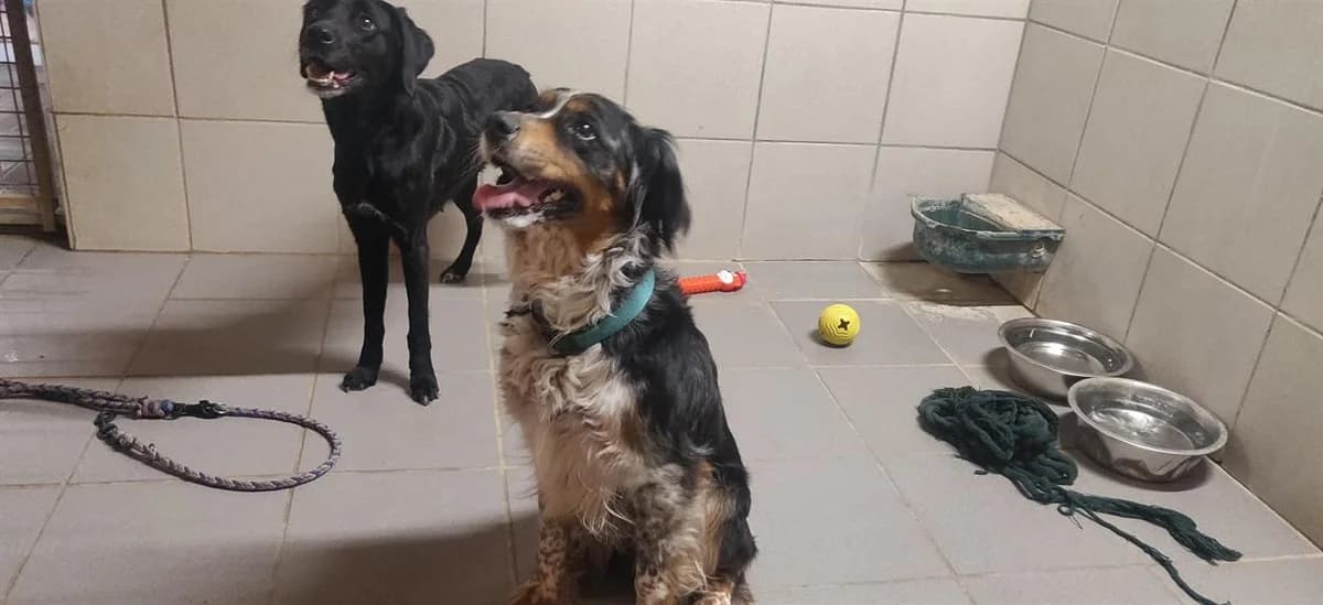 Missy, female 6yo Mixed Breed for adoption at SPA Beaurepaire-en-Bresse, Beaurepaire