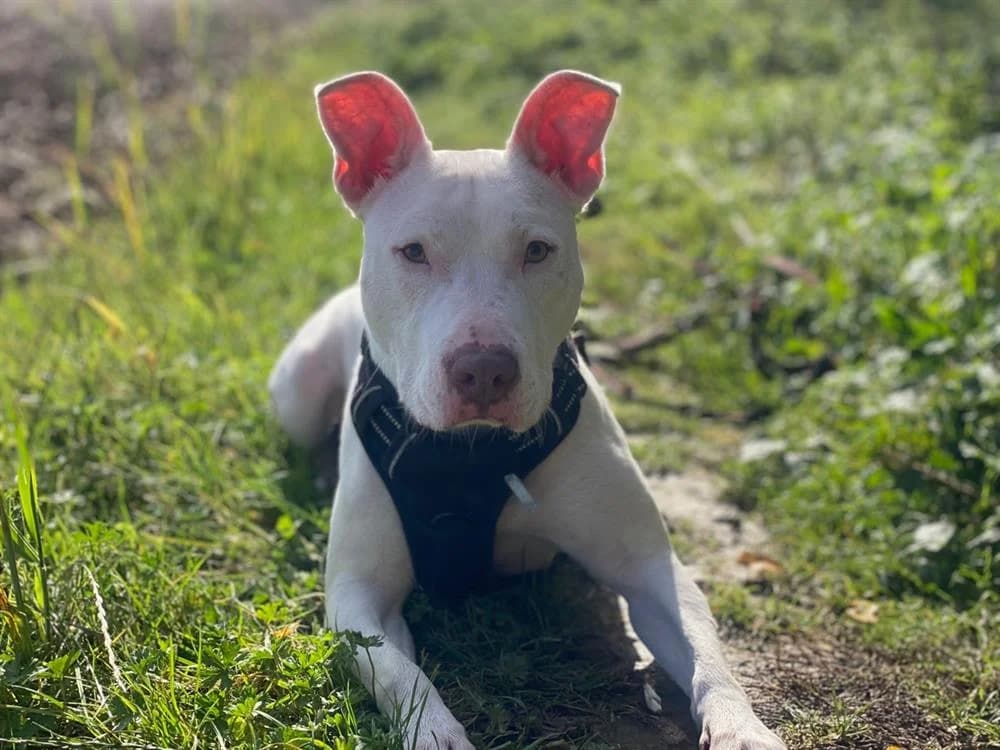NOUCKY, female 6yo Bull Terrier for adoption at SPA Beaurepaire-en-Bresse, Beaurepaire