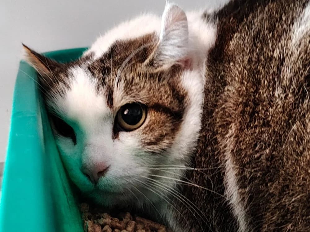Grenat, female senior Mixed Breed for adoption at SPA Beaurepaire-en-Bresse, Beaurepaire