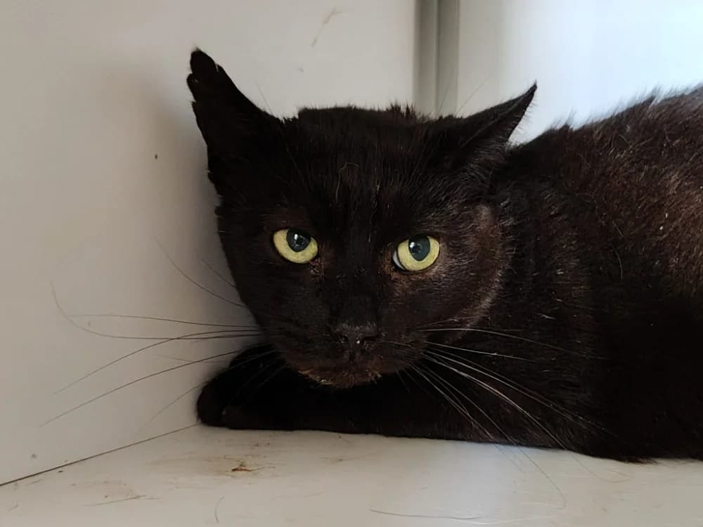 Saphir, male senior Mixed Breed for adoption at SPA Beaurepaire-en-Bresse, Beaurepaire