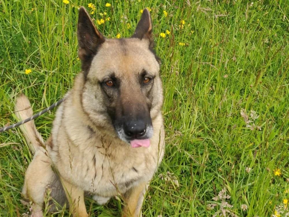 Hulk, male 3yo mixed breed for adoption at SPA Beaurepaire-en-Bresse, Beaurepaire