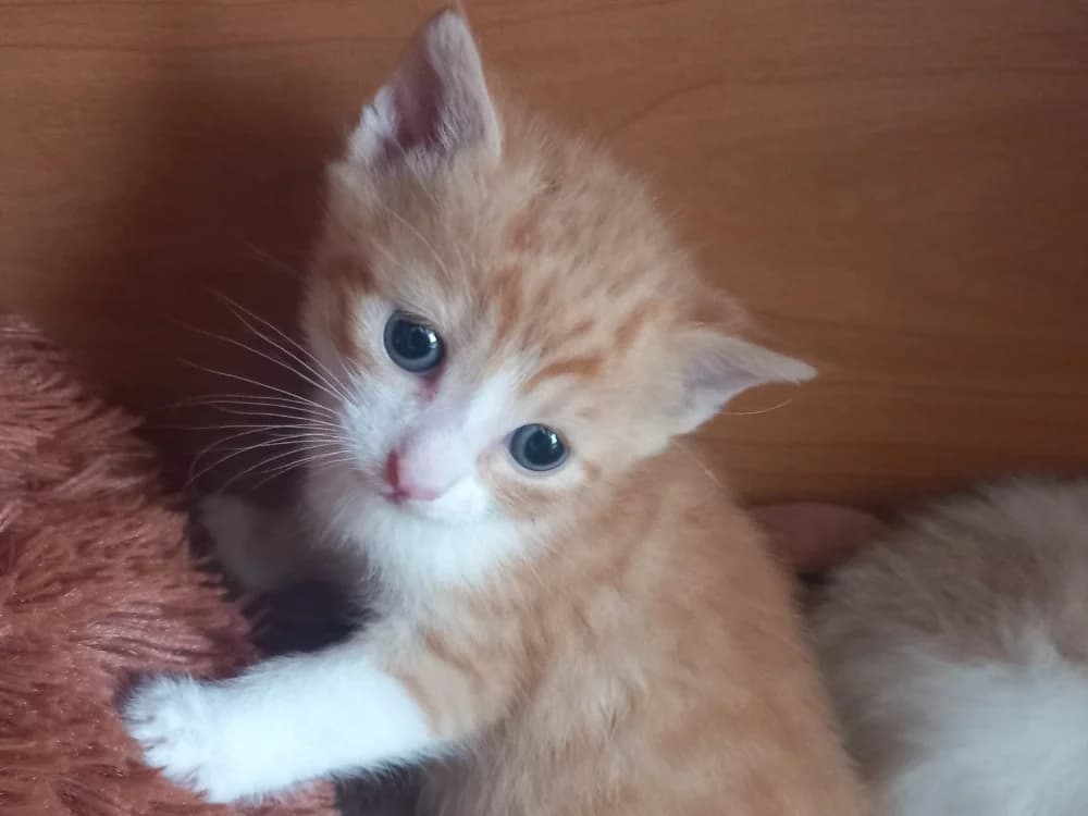 Boromir, male Mixed Breed for adoption at SPA Beaurepaire-en-Bresse, Beaurepaire