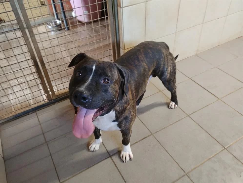 ROCCO, male young Mixed Breed for adoption at SPA Beaurepaire-en-Bresse, Beaurepaire