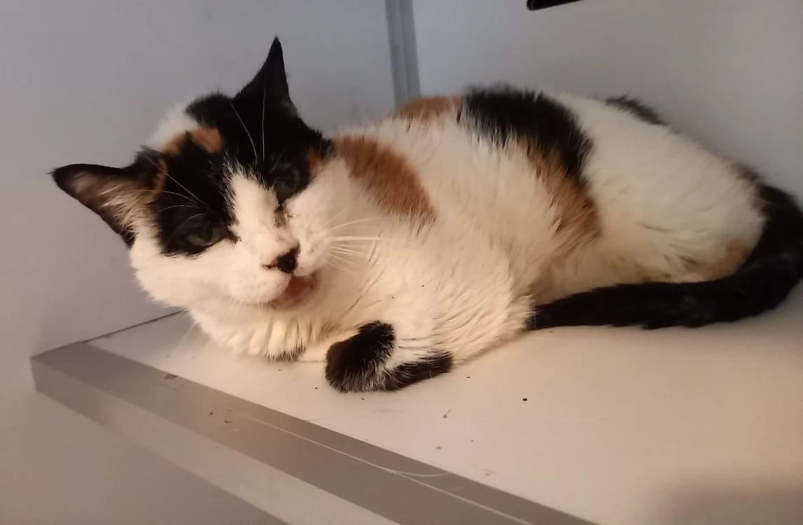 Emeraude, female senior Mixed Breed for adoption at SPA Beaurepaire-en-Bresse, Beaurepaire