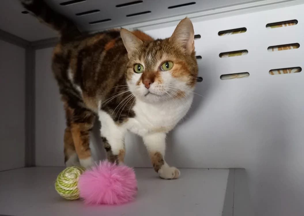 Lili, female senior mixed breed for adoption at SPA Beaurepaire-en-Bresse, Beaurepaire