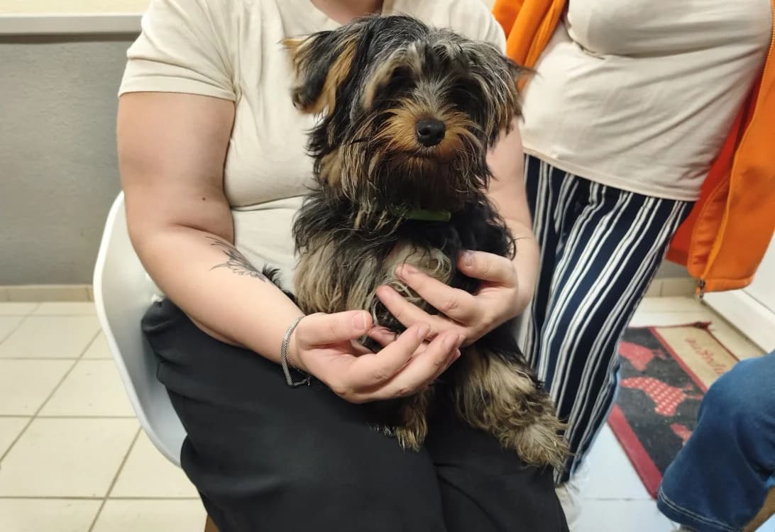 Noupy, male puppy mixed breed for adoption at SPA Beaurepaire-en-Bresse, Beaurepaire