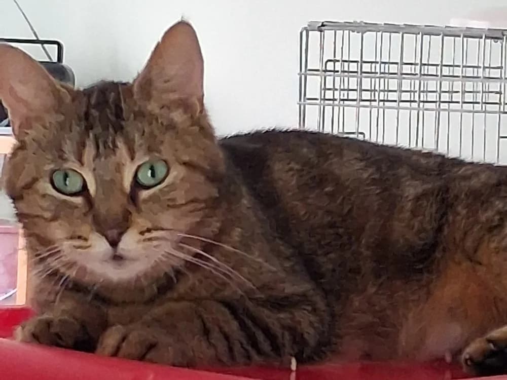 Clochette, female mixed breed for adoption at SPA Beaurepaire-en-Bresse, Beaurepaire