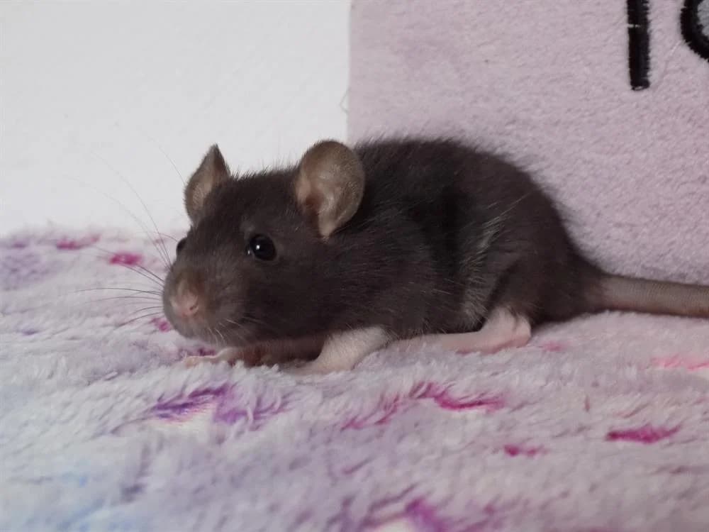 Sinusoïde, female Mixed Breed for adoption at SPA Beaurepaire-en-Bresse, Beaurepaire