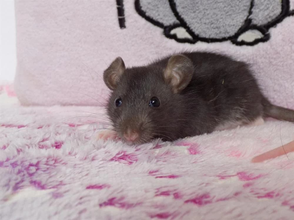 Abscisse, female Mixed Breed for adoption at SPA Beaurepaire-en-Bresse, Beaurepaire