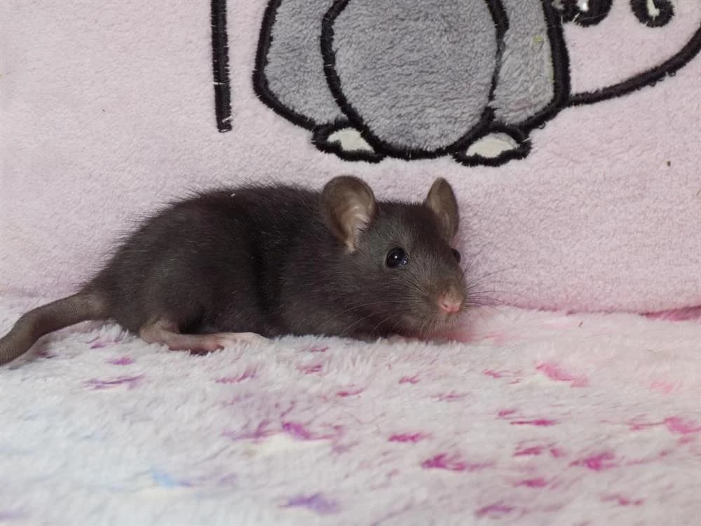 Isocélie, female Mixed Breed for adoption at SPA Beaurepaire-en-Bresse, Beaurepaire