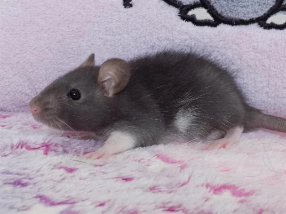 Hippopède, female Mixed Breed for adoption at SPA Beaurepaire-en-Bresse, Beaurepaire
