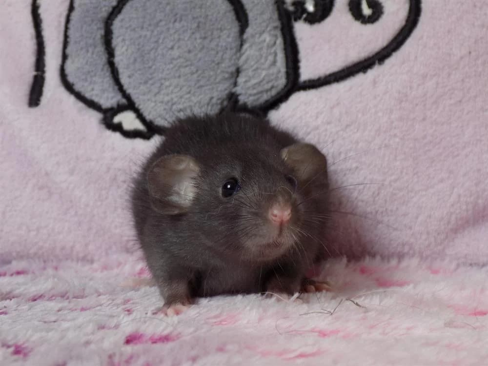 Ellipse (réservée), female Mixed Breed for adoption at SPA Beaurepaire-en-Bresse, Beaurepaire